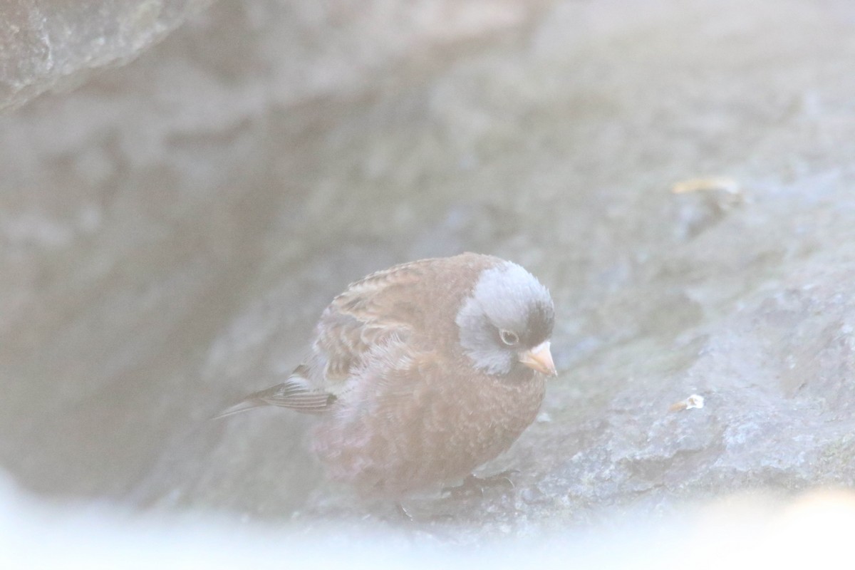 Gray-crowned Rosy-Finch - ML615505850