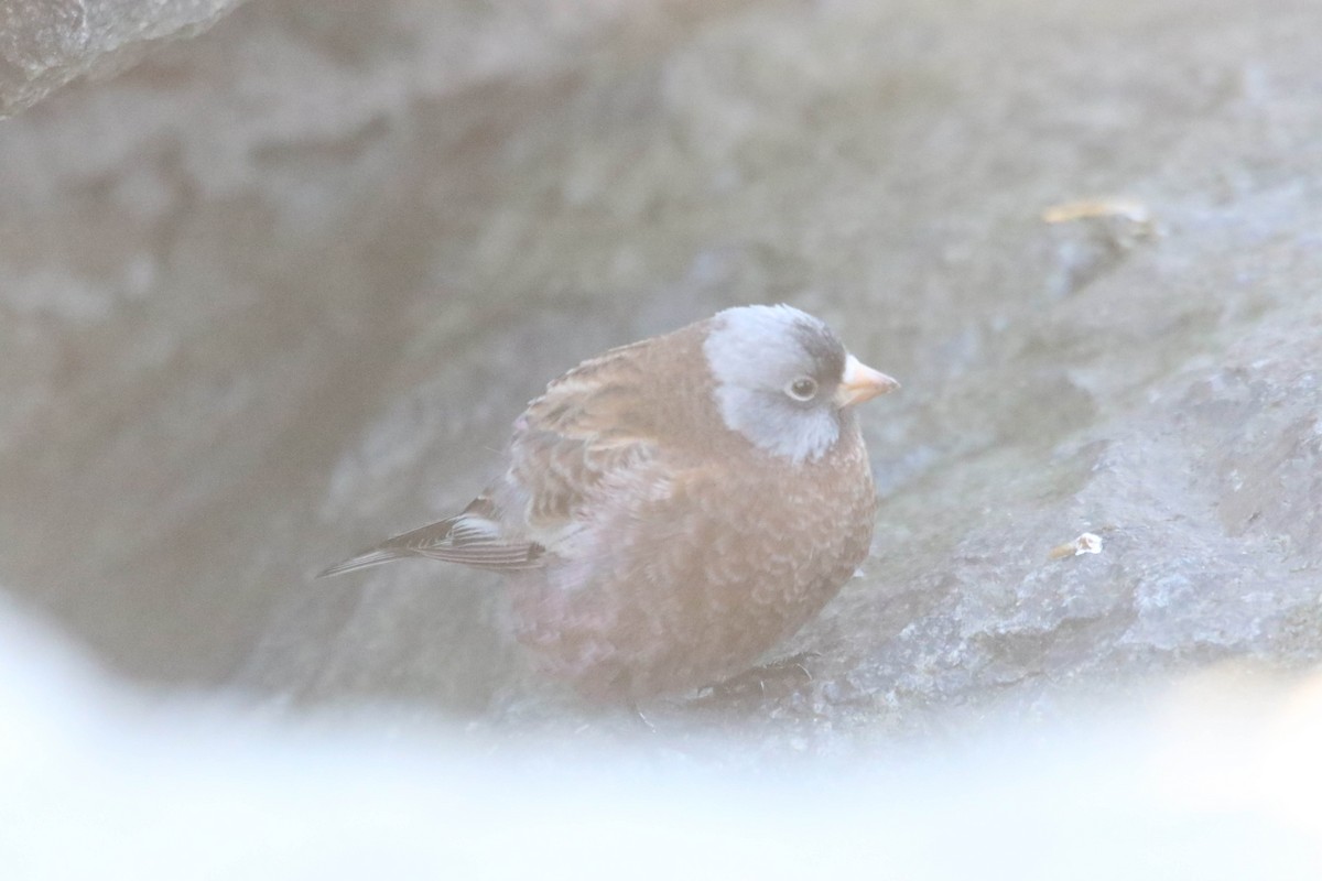 Gray-crowned Rosy-Finch - Jeff Mills