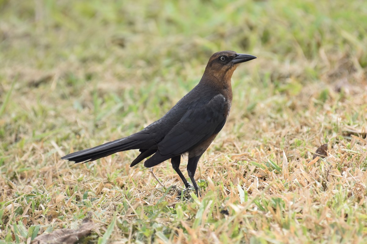 Great-tailed Grackle - ML615505996