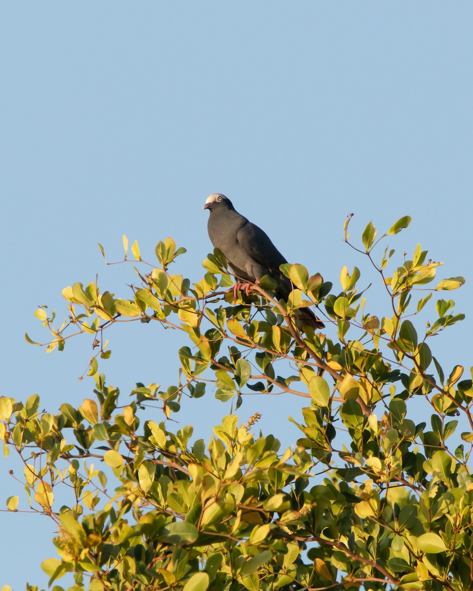 White-crowned Pigeon - ML615506013