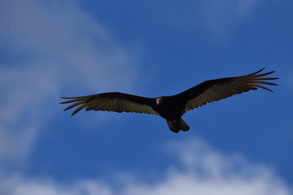 Turkey Vulture - ML615506021