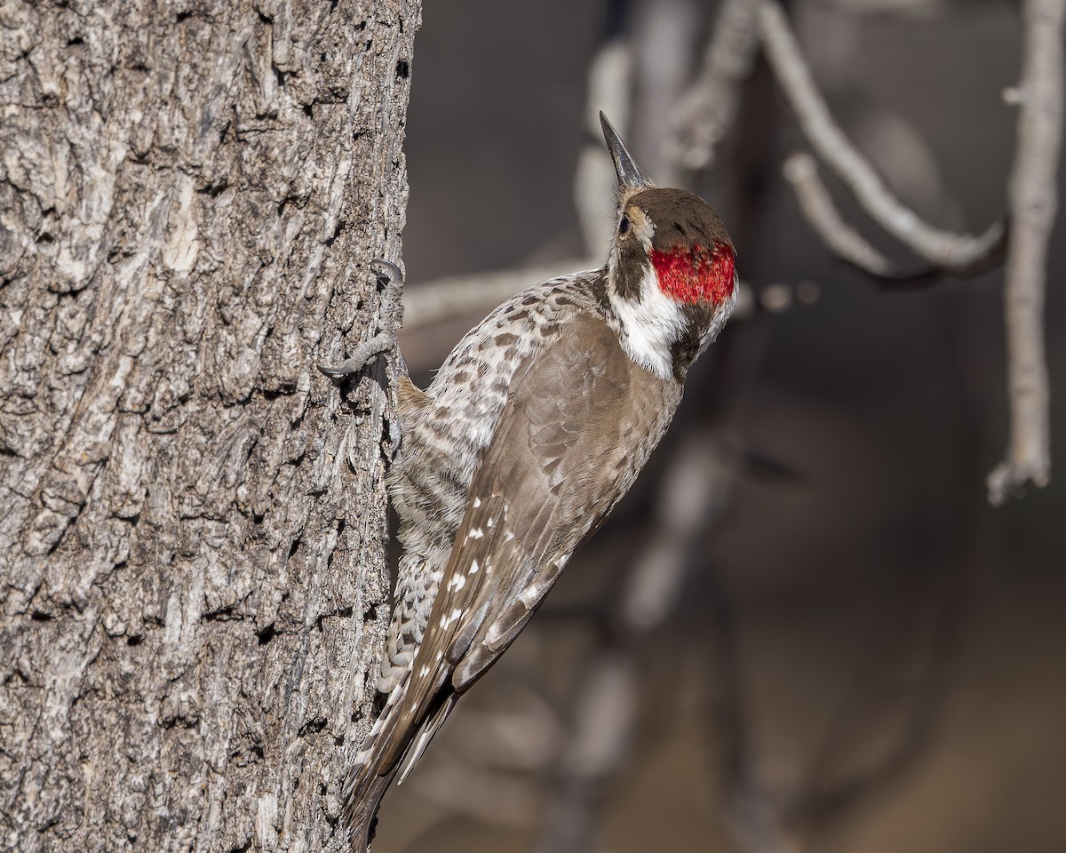 Arizona Woodpecker - ML615506090