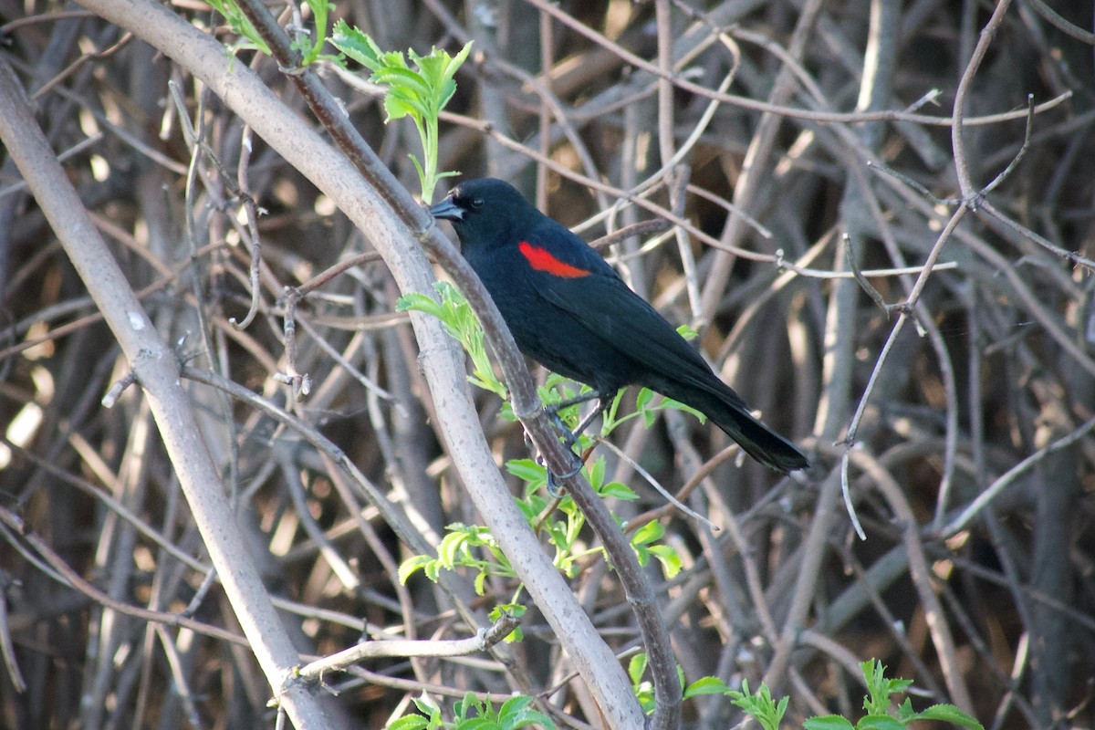 Red-winged Blackbird - ML615506107