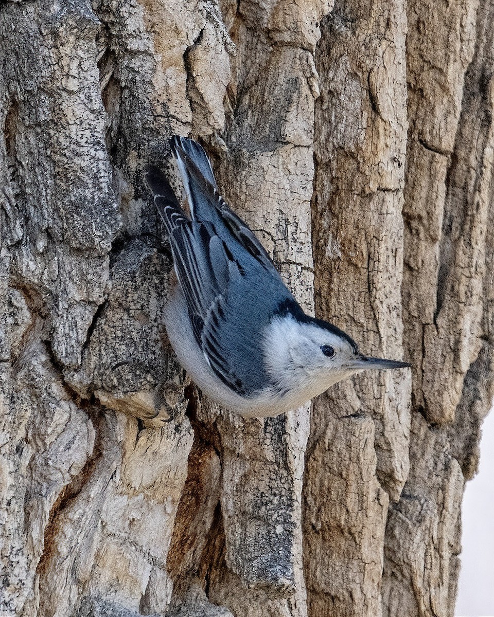 White-breasted Nuthatch - ML615506108