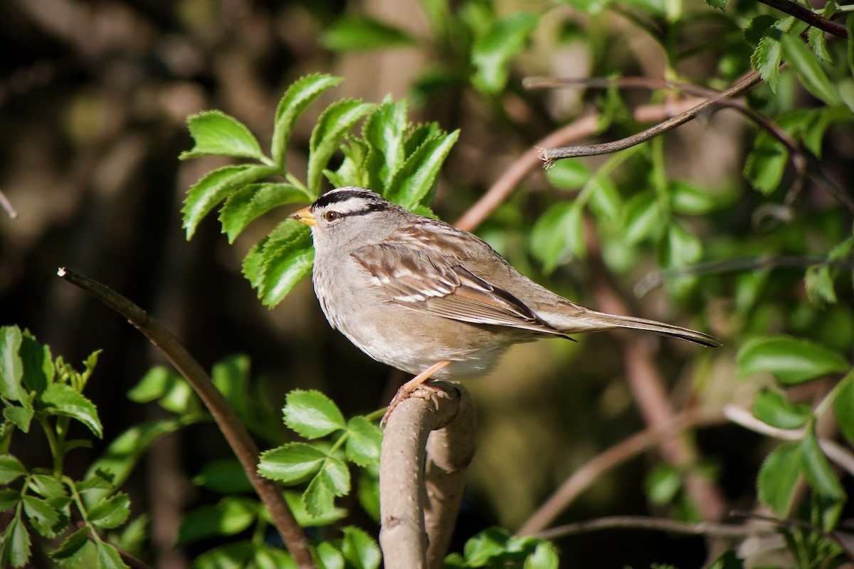 White-crowned Sparrow - ML615506160