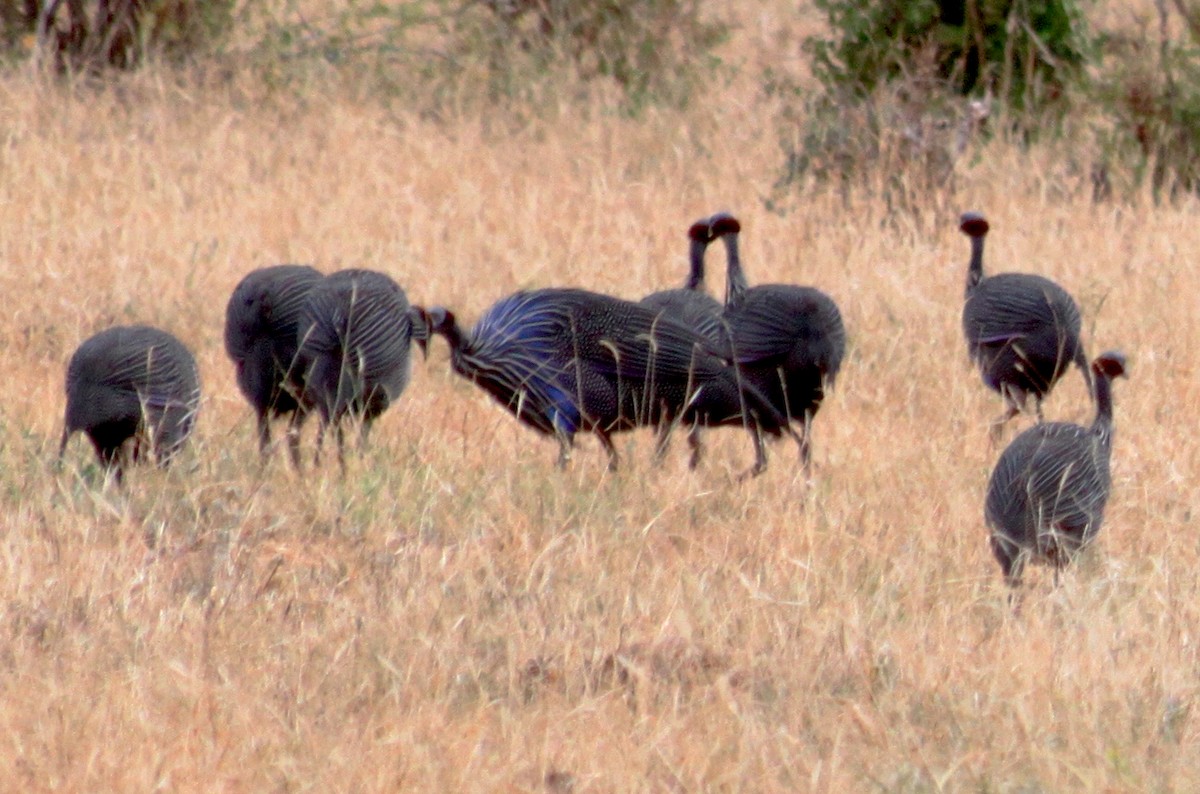 Vulturine Guineafowl - ML615506284