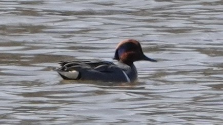 Green-winged Teal - ML615506407