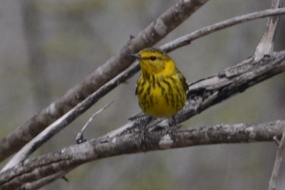 Cape May Warbler - ML615506464