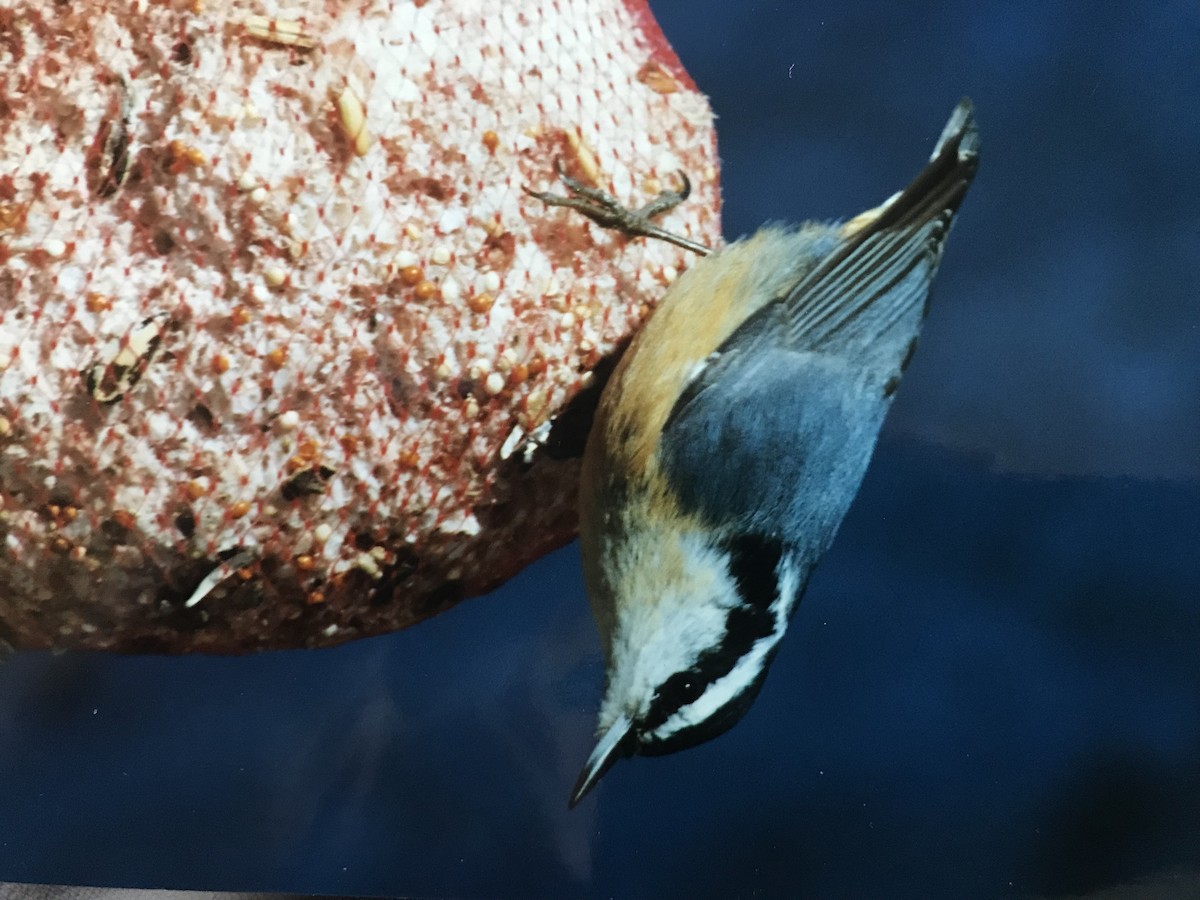 Red-breasted Nuthatch - ML615506546