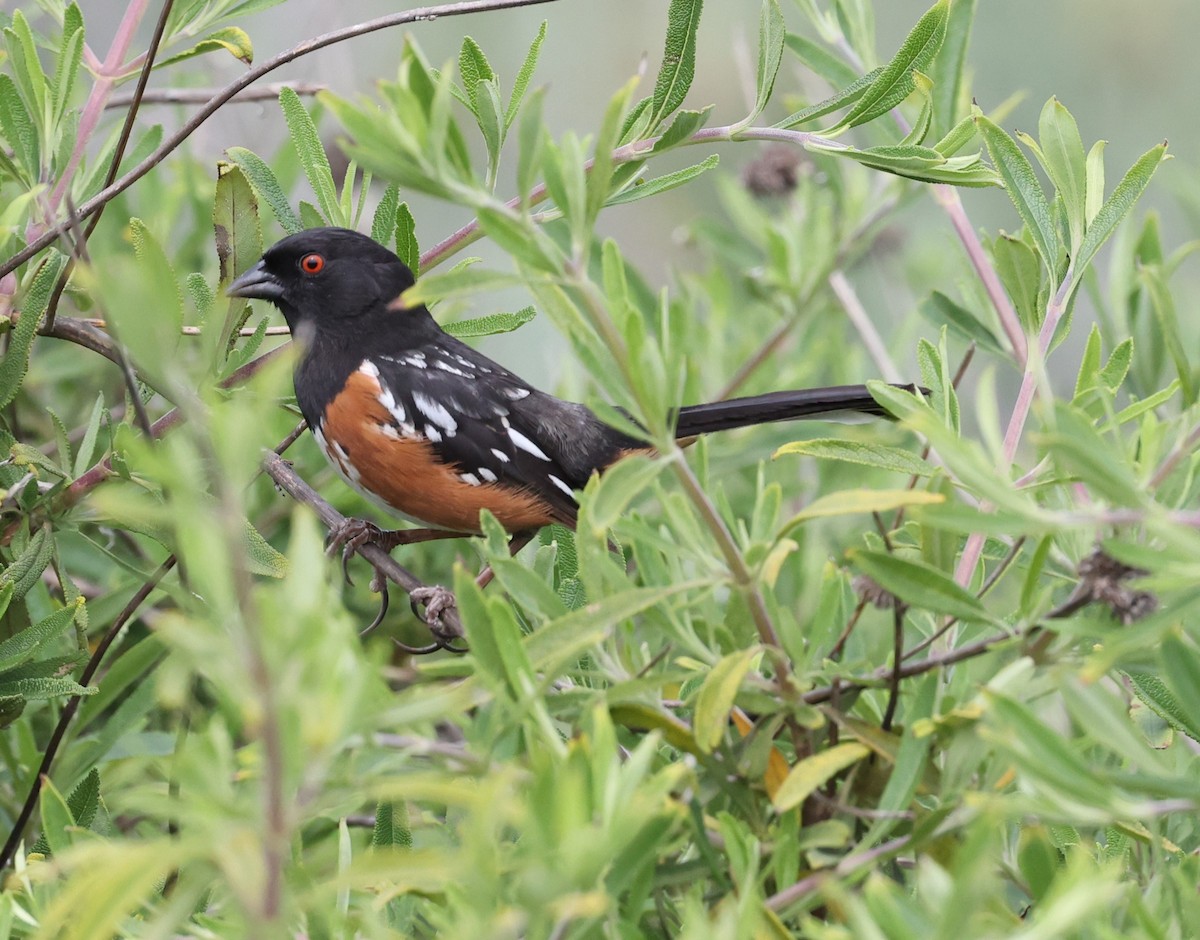 Spotted Towhee - ML615506624