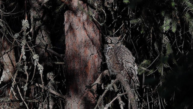 Great Horned Owl - ML615506703