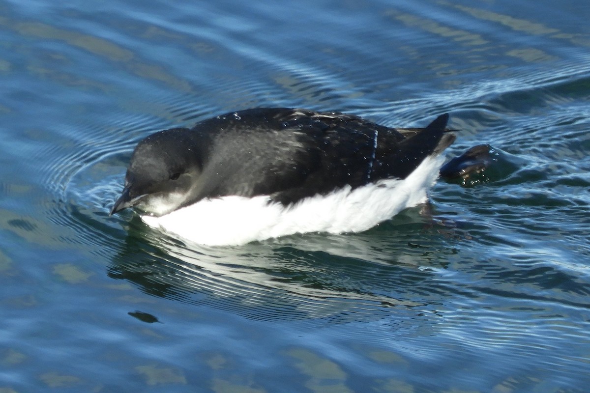 Thick-billed Murre - ML615506752