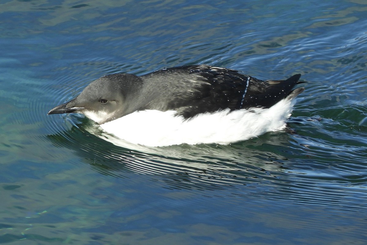 Thick-billed Murre - ML615506754
