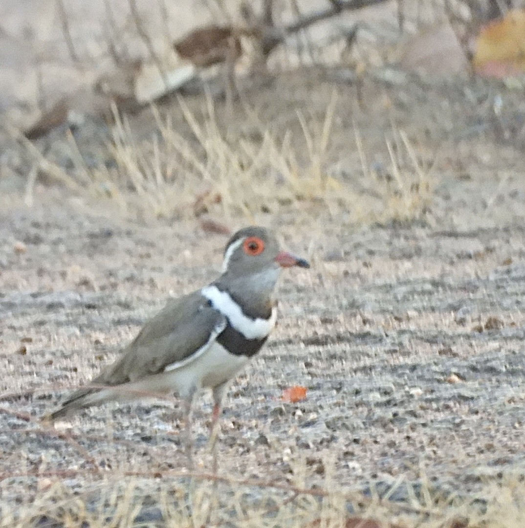 Forbes's Plover - ML615506775