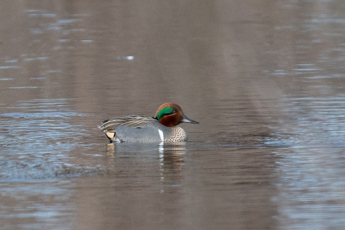 Green-winged Teal - ML615506842
