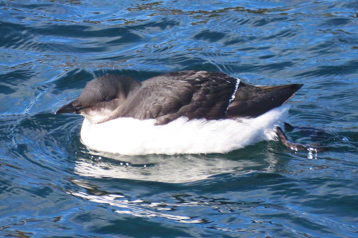 Thick-billed Murre - ML615506874
