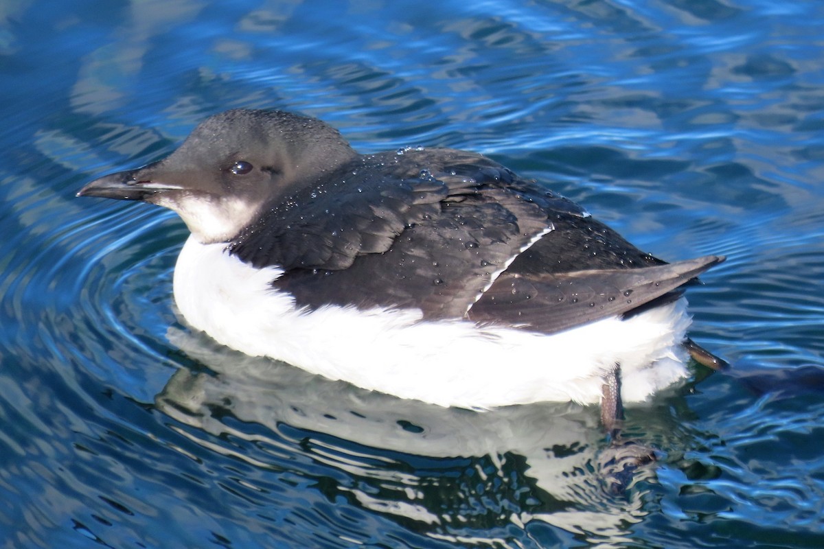 Thick-billed Murre - ML615506875