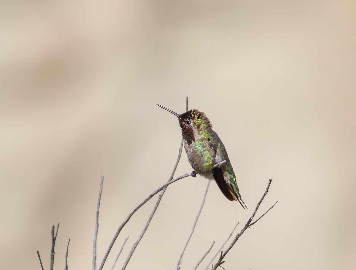 Anna's Hummingbird - ML615506890