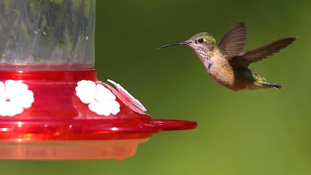 Calliope Hummingbird - ML615506944
