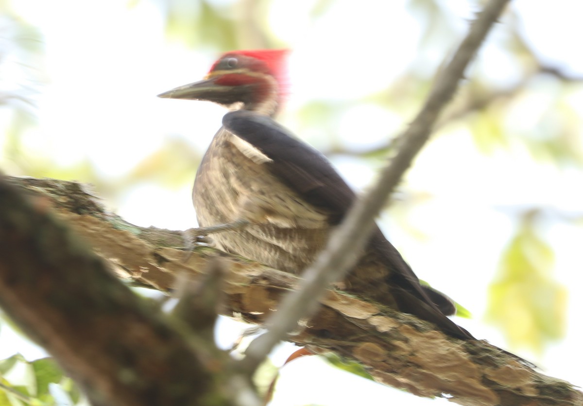 Lineated Woodpecker - ML615507113