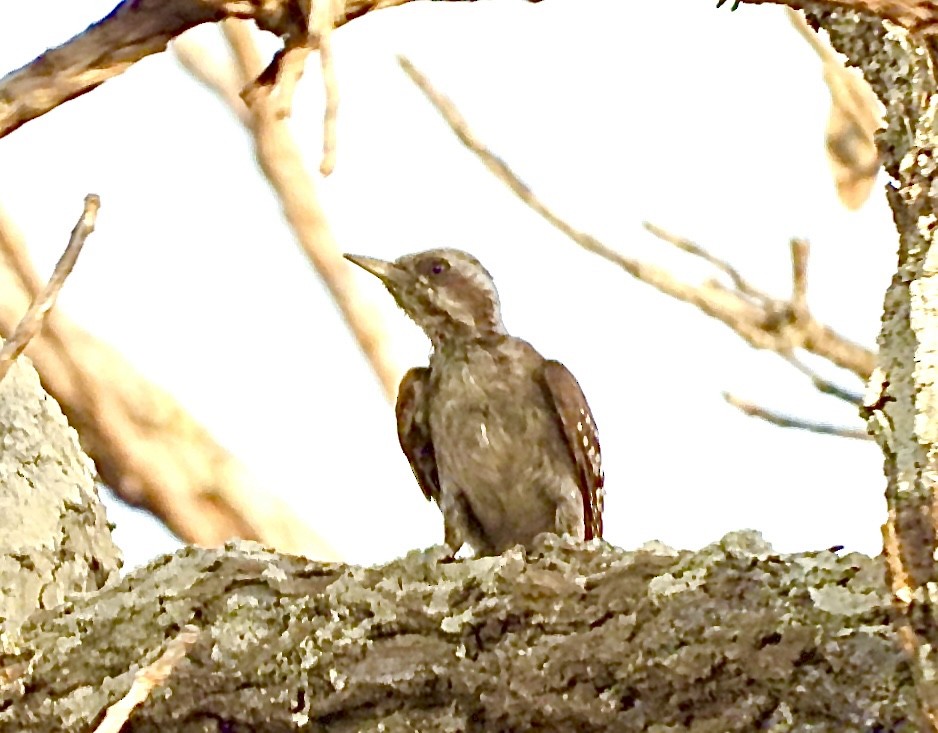 Brown-backed Woodpecker - ML615507114