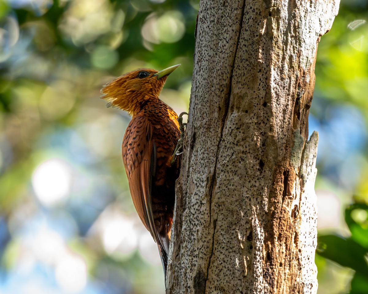Chestnut-colored Woodpecker - ML615507148