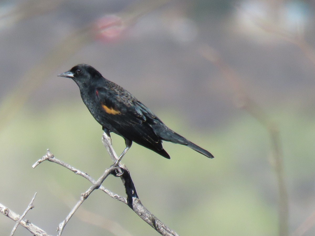 Red-winged Blackbird (Red-winged) - Ron Batie