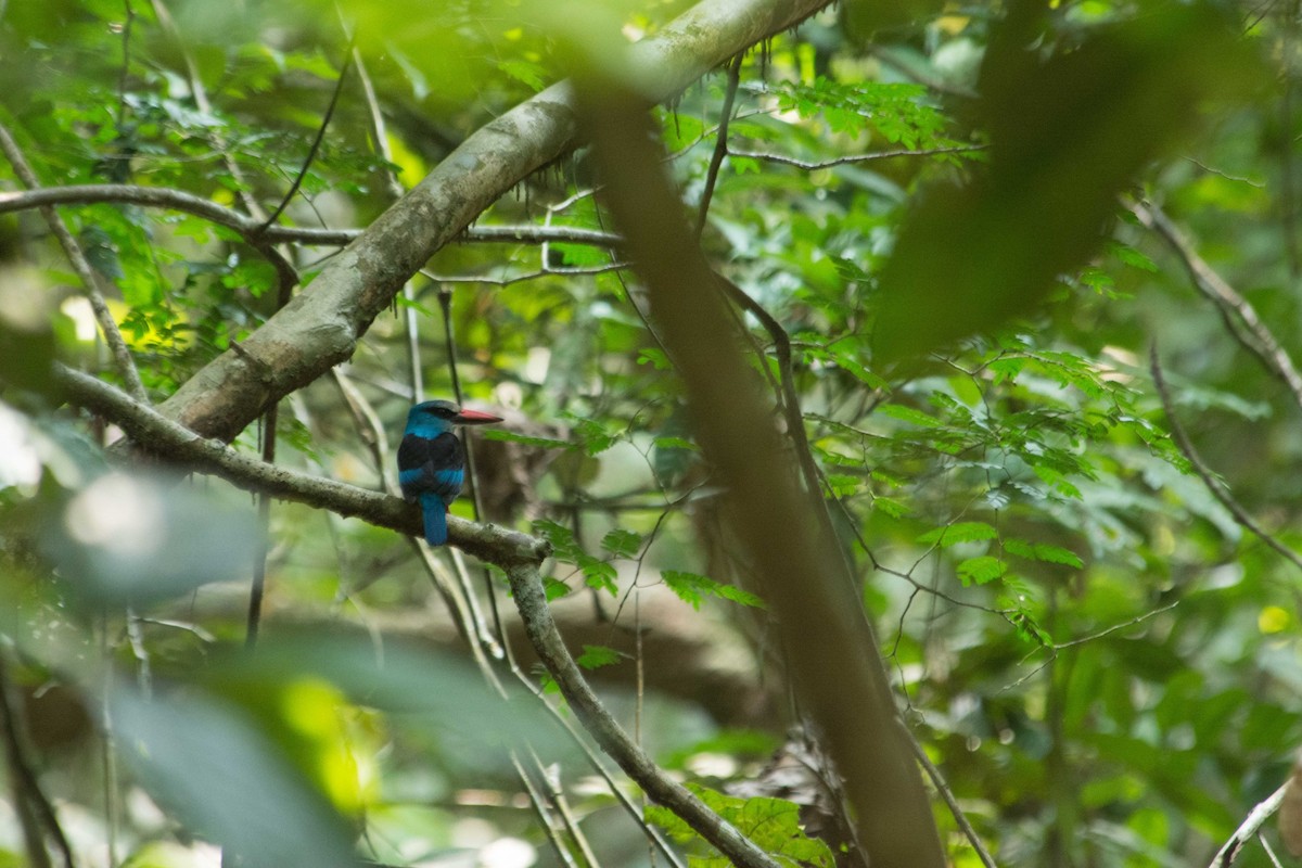 Blue-breasted Kingfisher - ML615507304