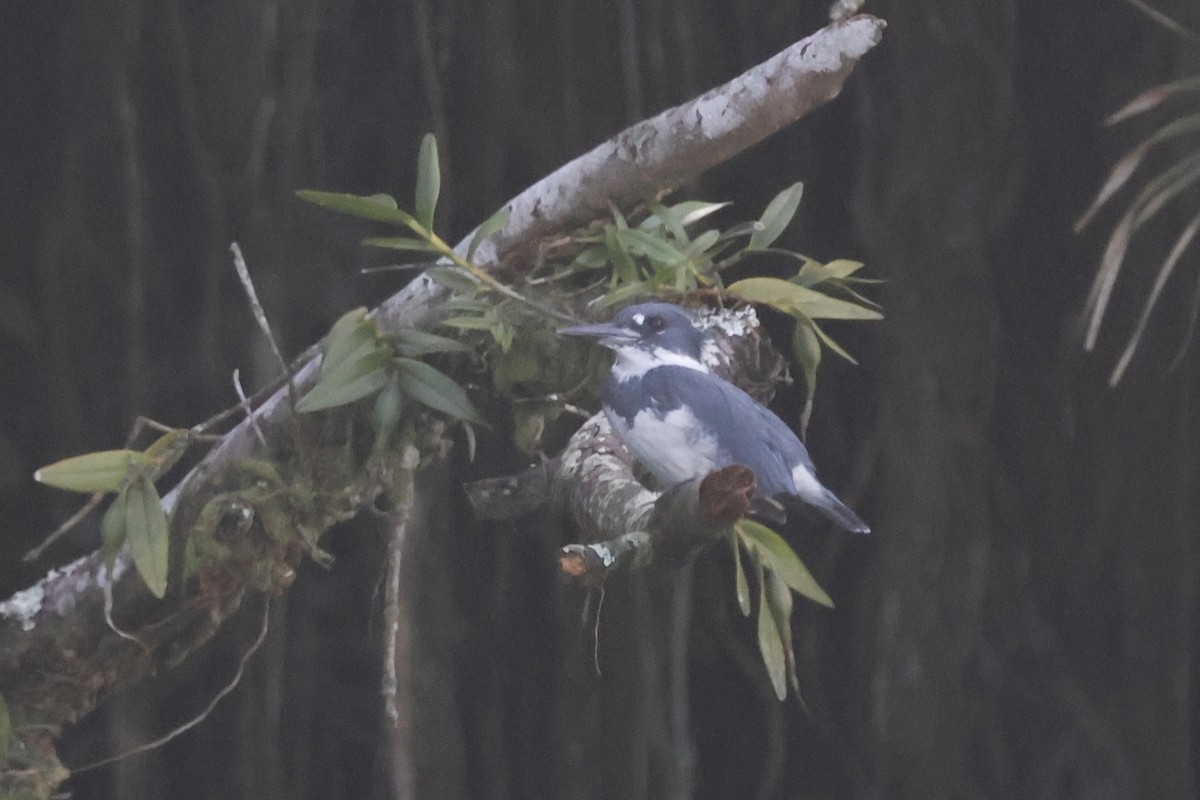 Belted Kingfisher - ML615507381