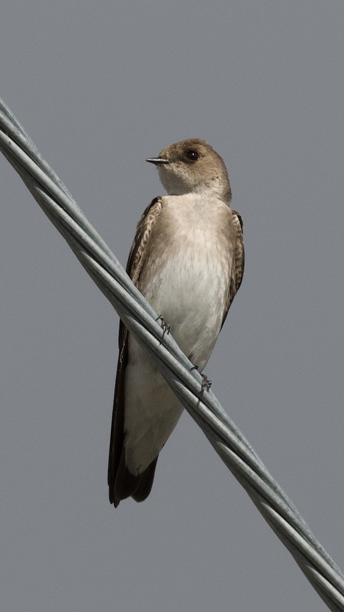 Northern Rough-winged Swallow - ML615507498