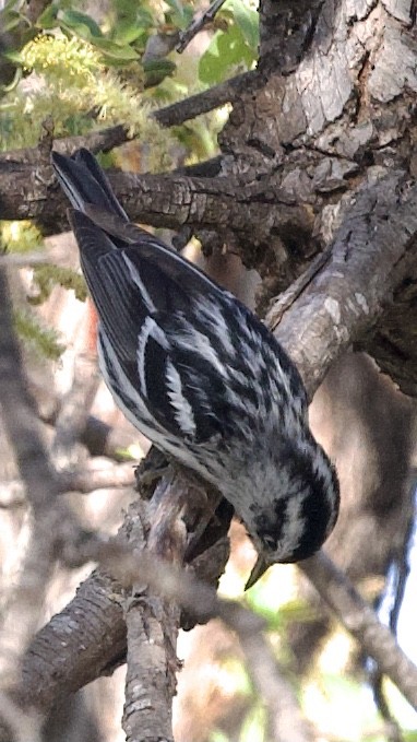 Black-and-white Warbler - ML615507505