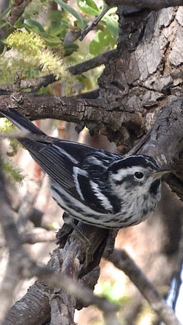 Black-and-white Warbler - ML615507506