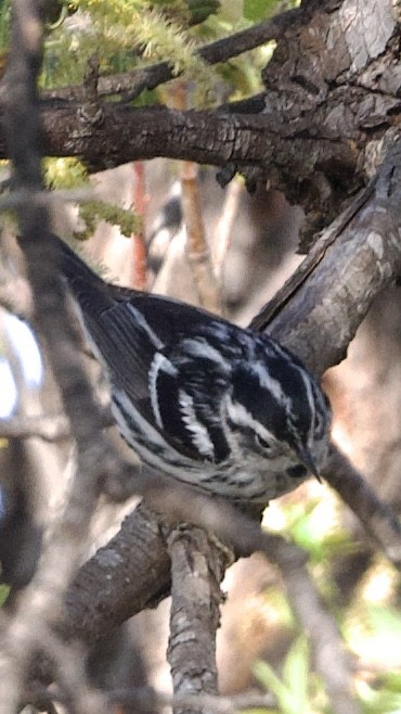 Black-and-white Warbler - ML615507507