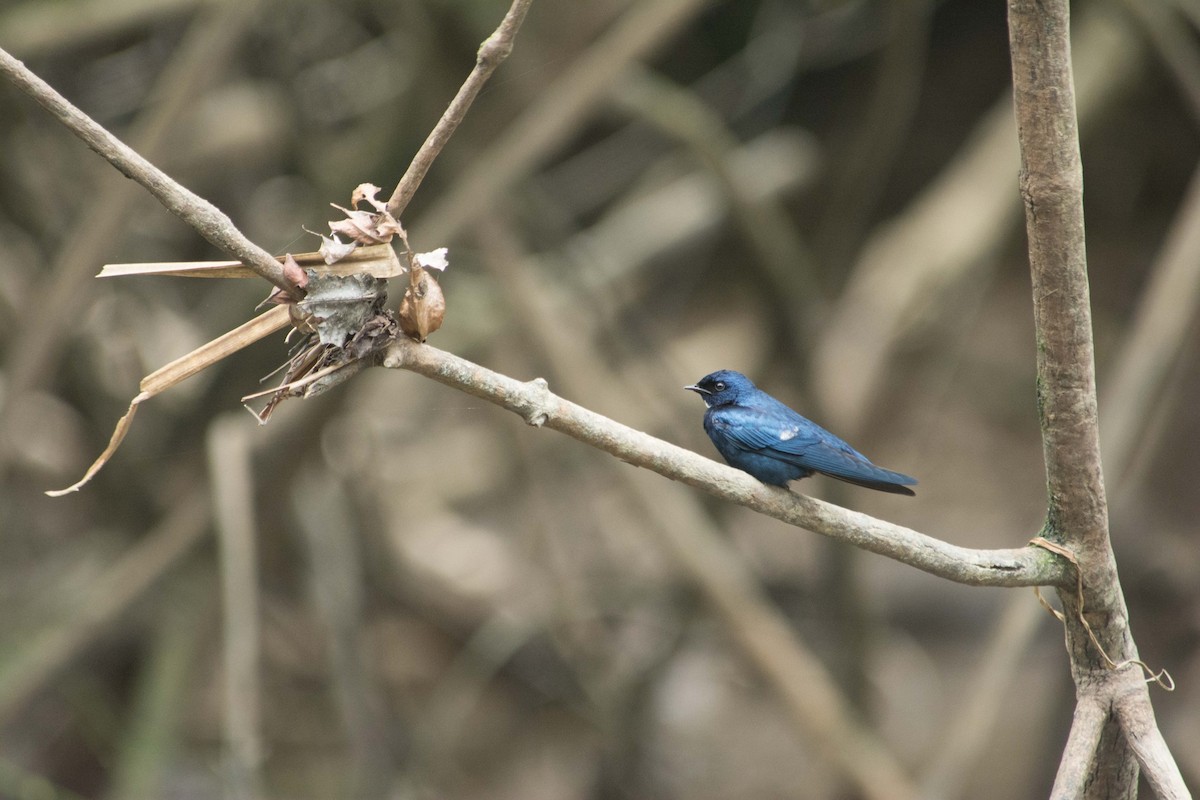 White-throated Blue Swallow - ML615507523