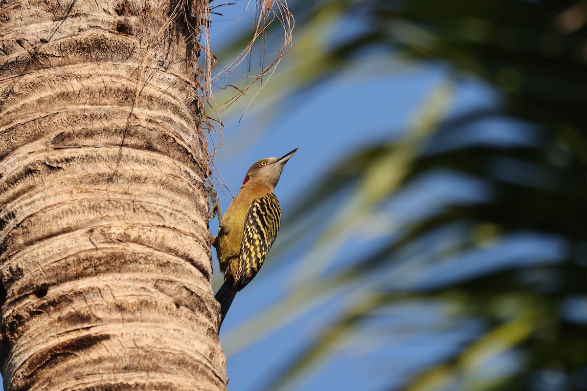 Hispaniolan Woodpecker - ML615507683