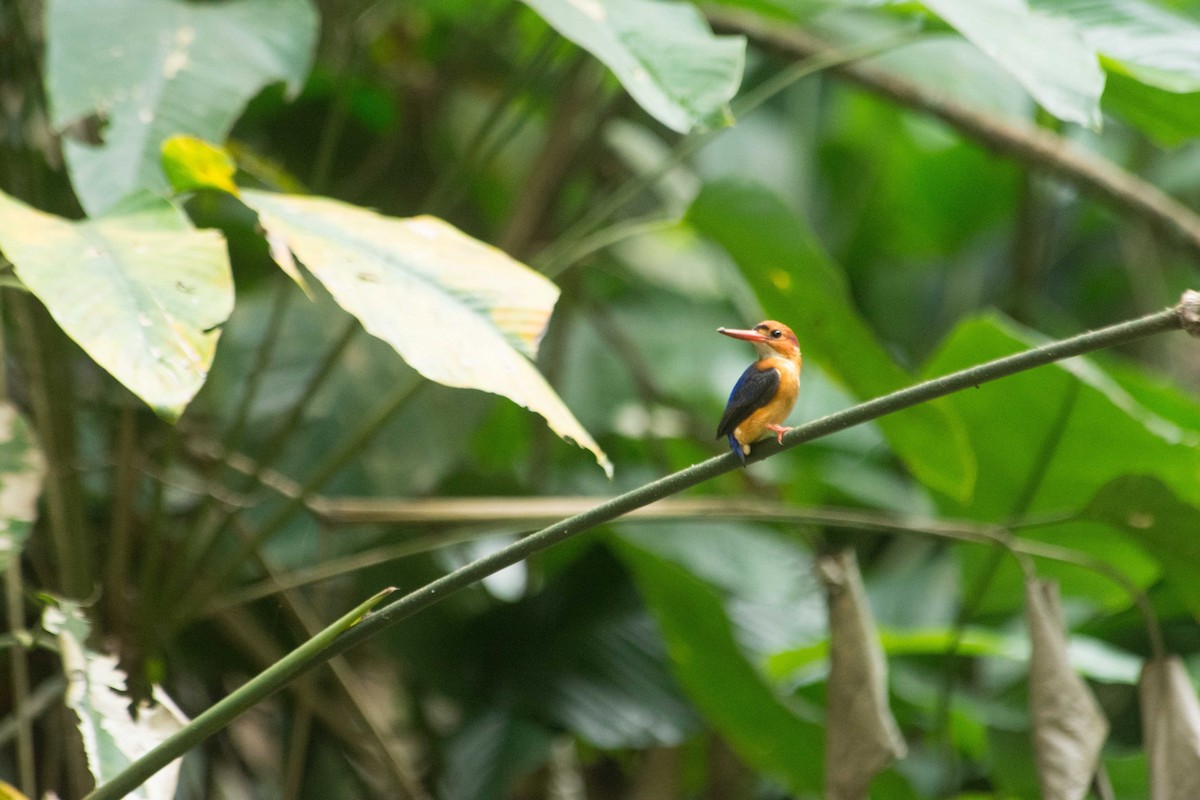 African Dwarf Kingfisher - ML615507843