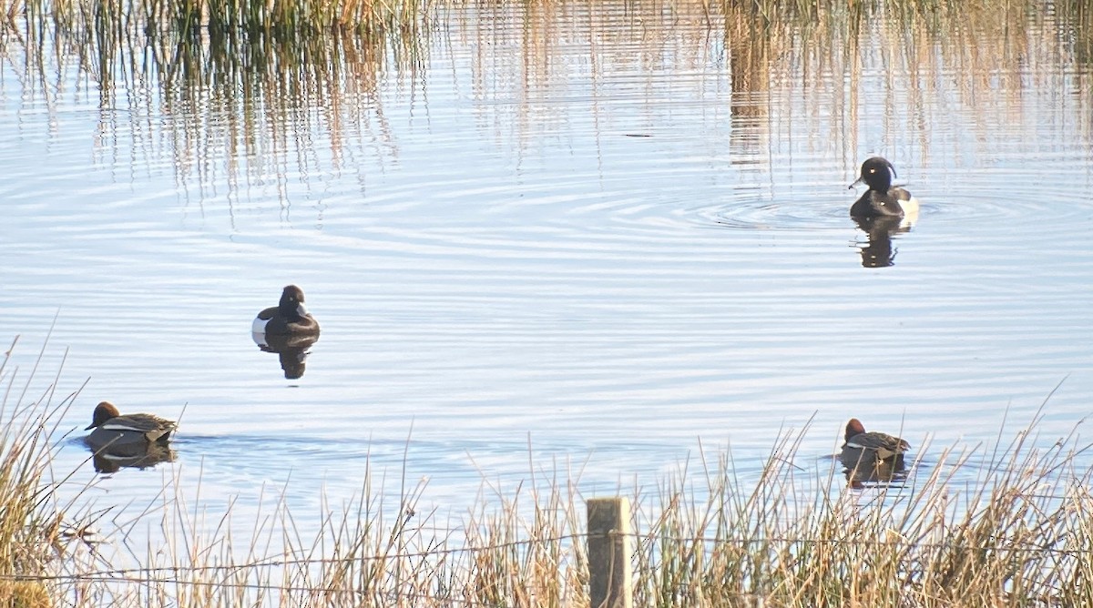 Tufted Duck - ML615507896