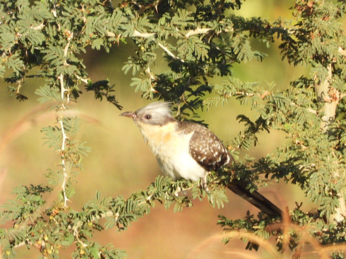 Great Spotted Cuckoo - ML615507994