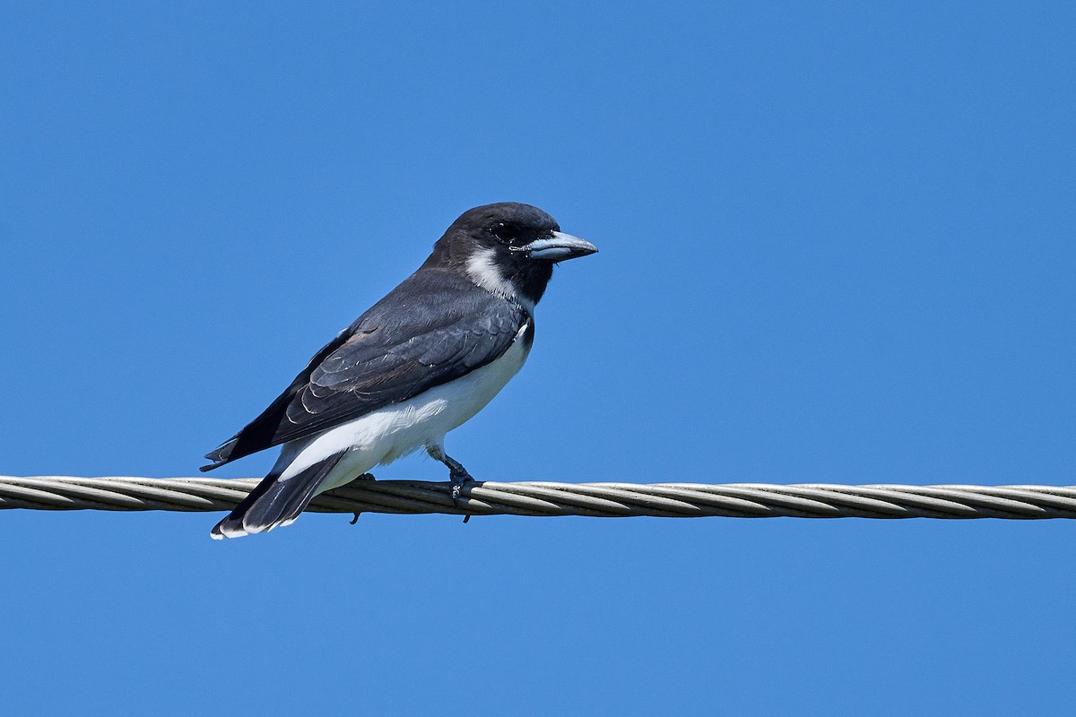 Fiji Woodswallow - ML615508132