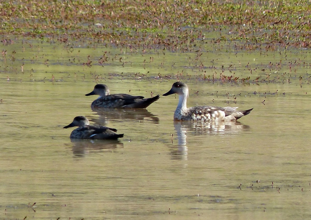 Crested Duck - ML615508173