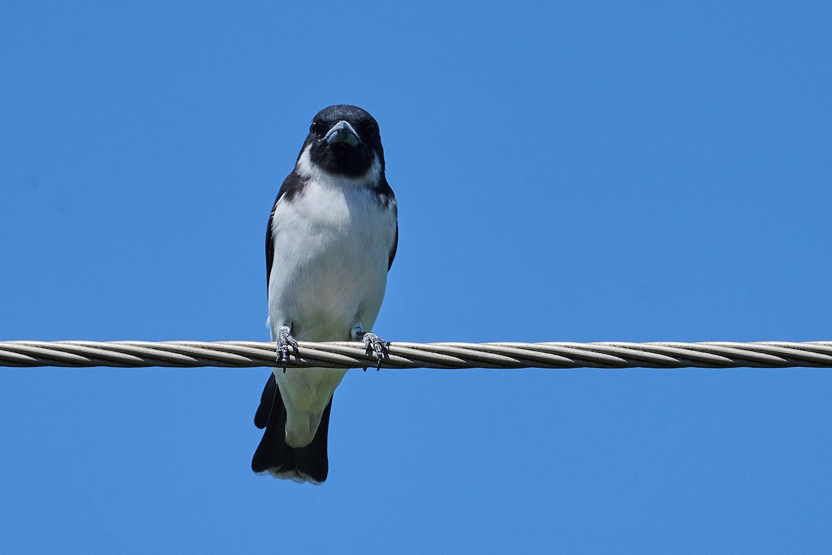 Fiji Woodswallow - ML615508192