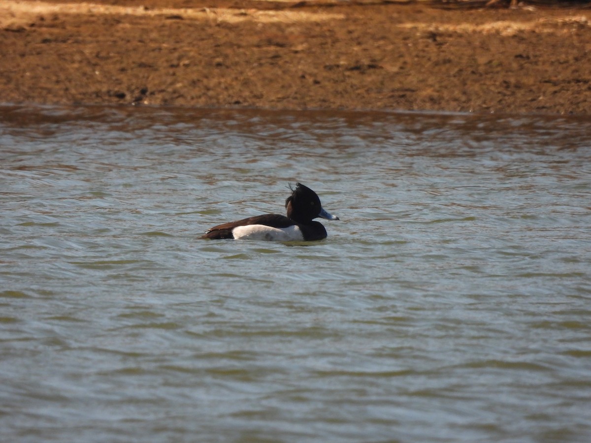 Tufted Duck - ML615508319