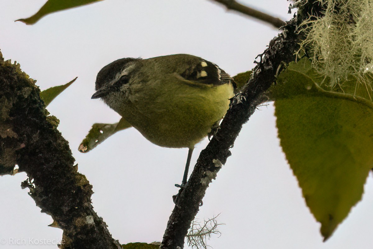 Black-capped Tyrannulet - Rich Kostecke
