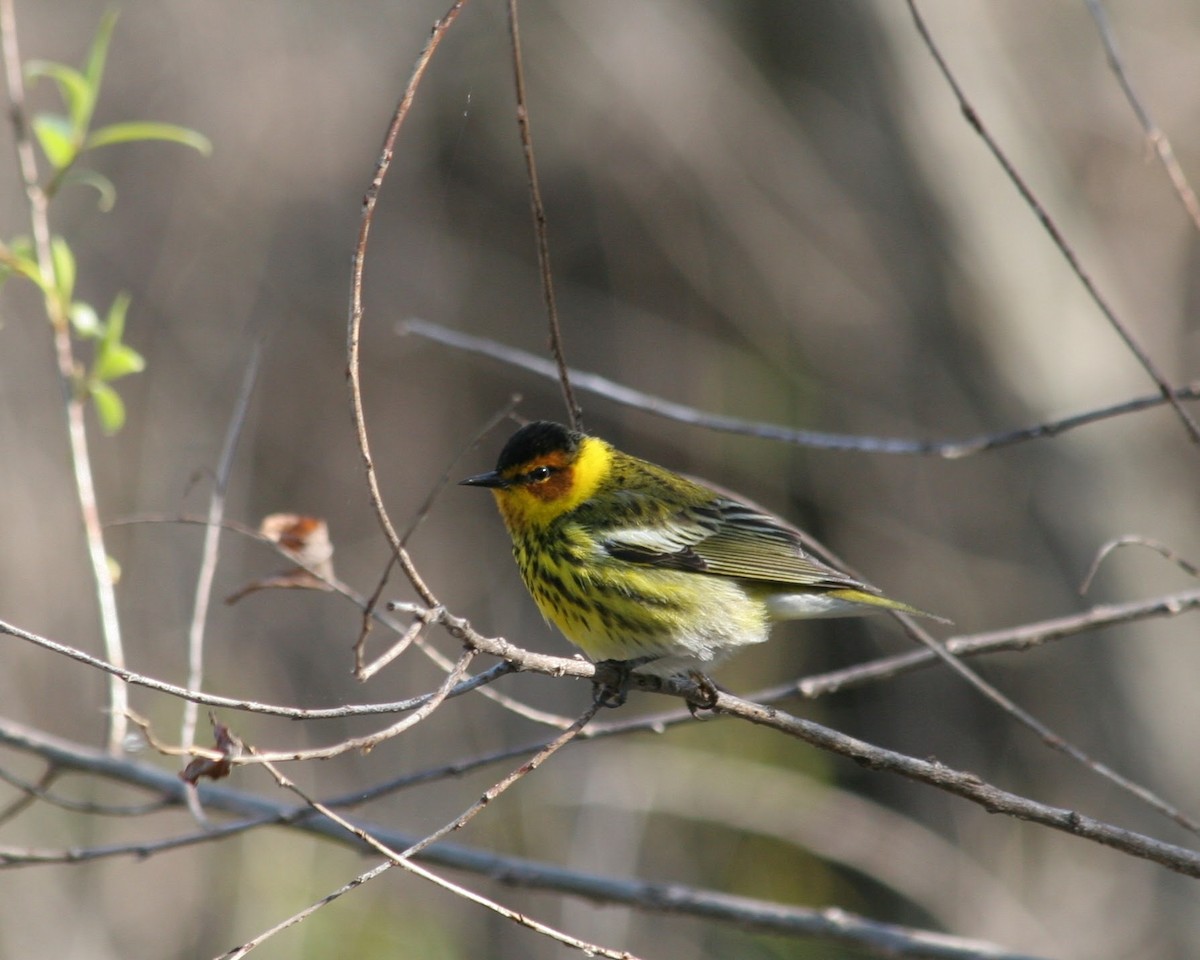 Cape May Warbler - ML615508557