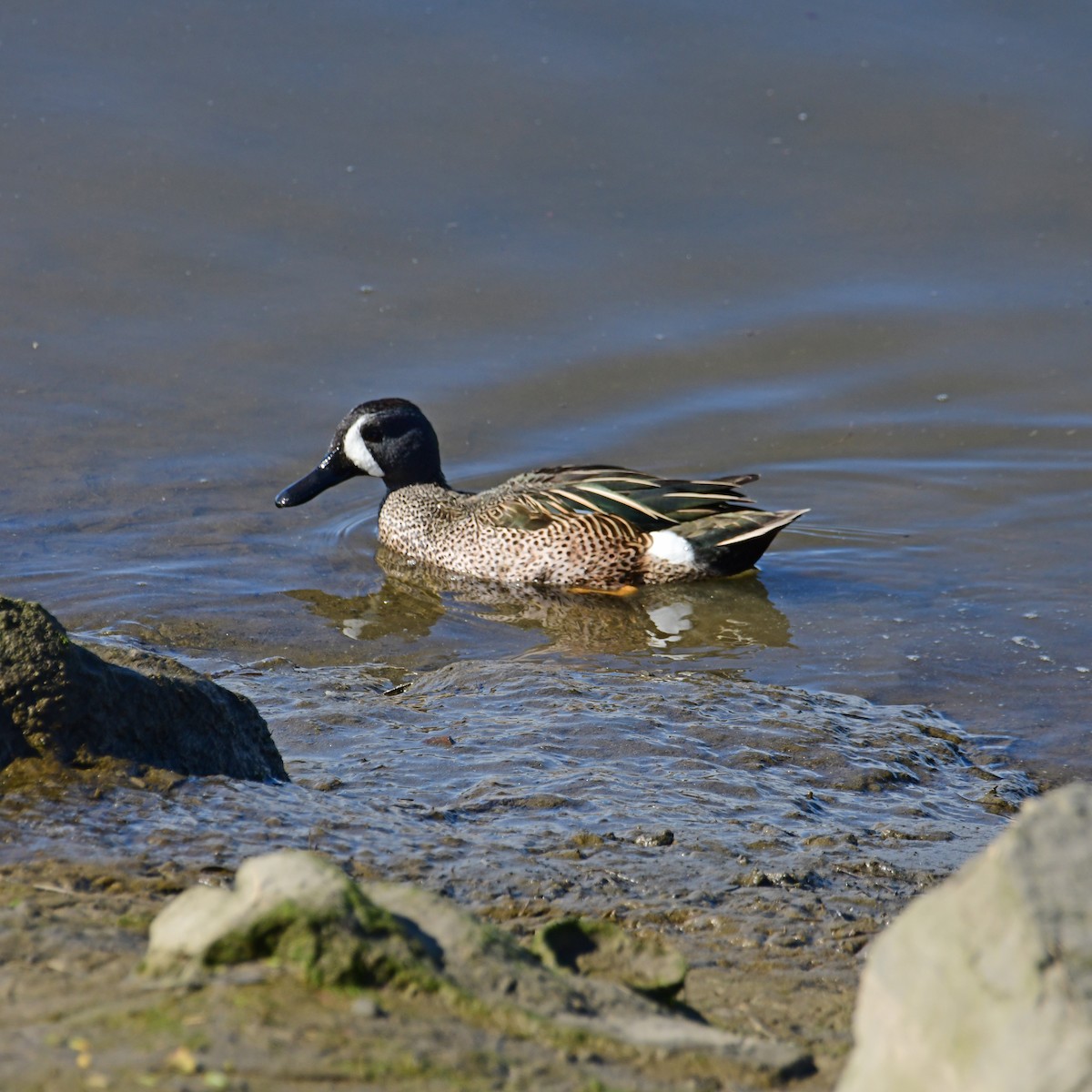 Blue-winged Teal - ML615508563