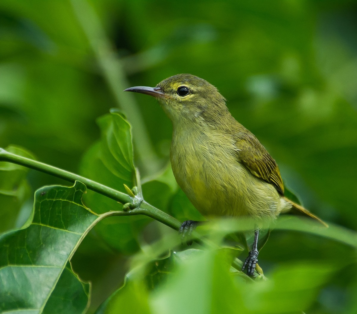 Little Green Sunbird - ML615508629