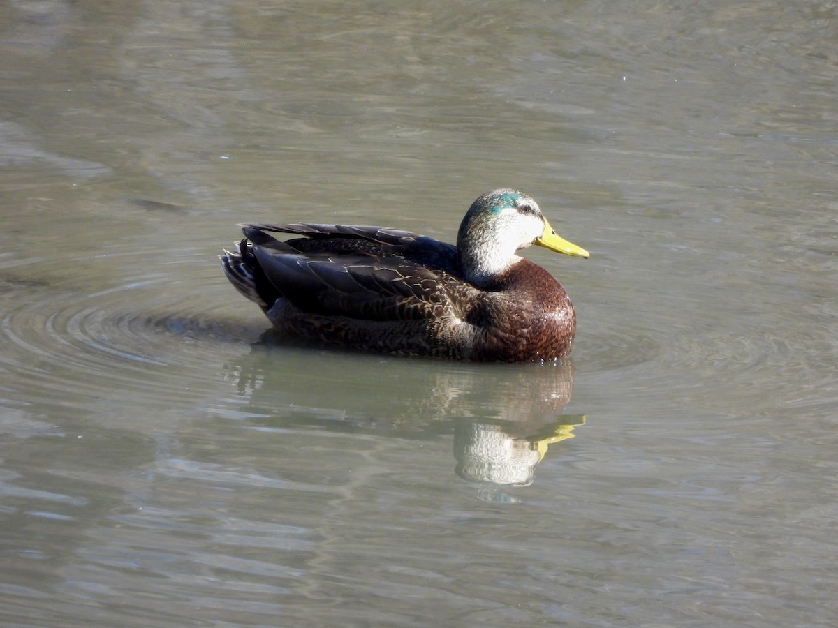 Mallard x American Black Duck (hybrid) - ML615508644