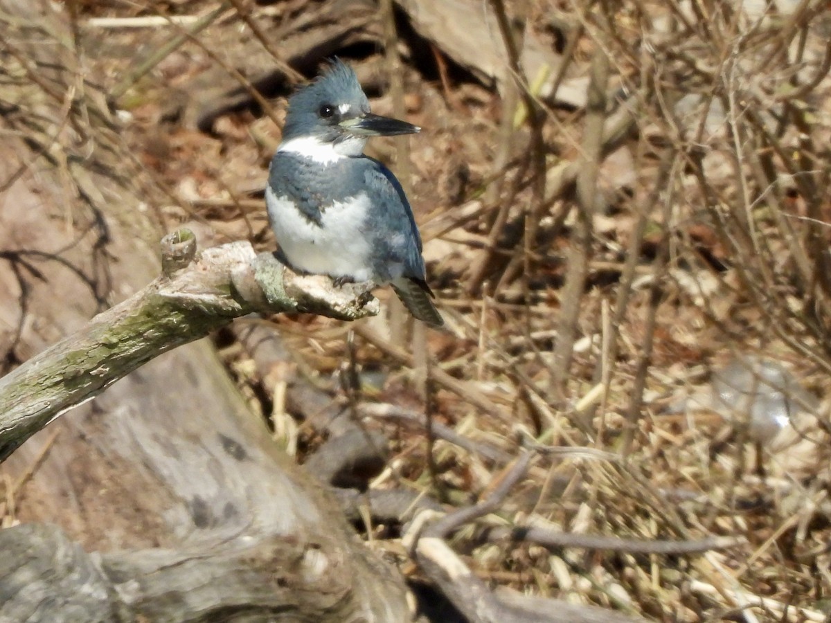 Belted Kingfisher - ML615508657
