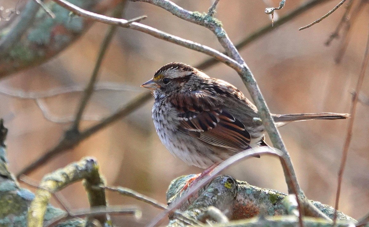 White-throated Sparrow - ML615508687