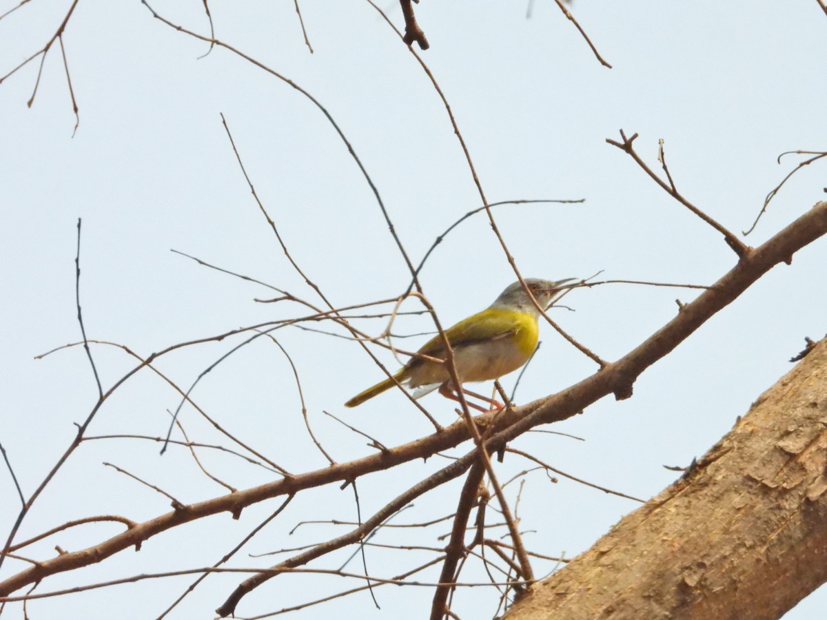 Yellow-breasted Apalis (Yellow-breasted) - ML615508730